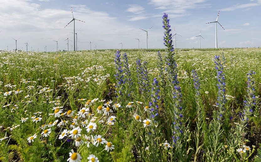 Zu sehen ist ein frühlingshaftes Blumenfeld in dem auch Windräder im Hintergrund stehen. Zu sehen sind unterschiedliche Wildblumen und satte Gräser. Darüber ein strahlend blauer Himmel.